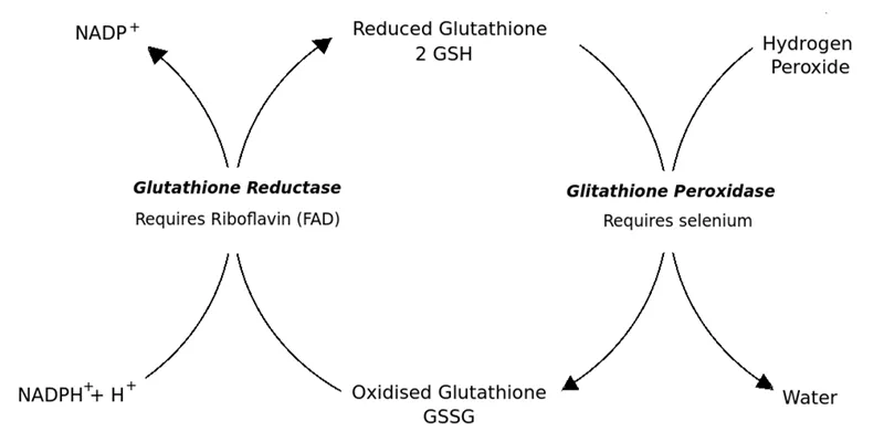 pqq powder GSH to GSSG