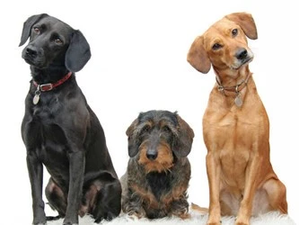 Is Marbofloxacin Safe For Dogs