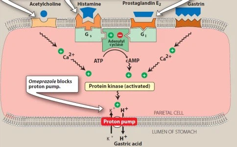 Mechanism of Action