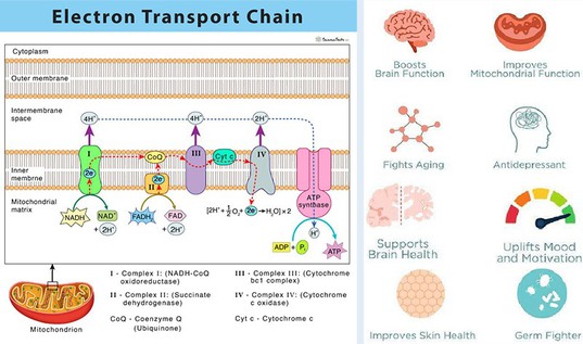 is methylene blue good for the boby is methylene blue good for the boby