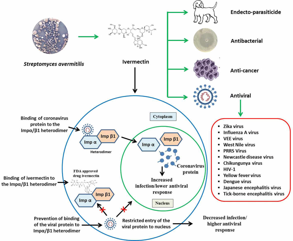 Ivermectin mechanism of action
